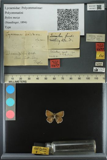 Media type: image;   Entomology 16677